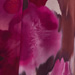 CYCLAMEN