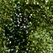 VERDE PISTACCHIO