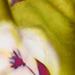 VERDE LIME