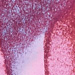 CYCLAMEN