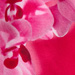 Colour: FUCHSIA
