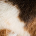 Colour: WHITE BROWN