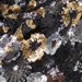 Colour: BLACK