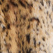 Colour: ANIMAL