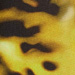 Colore: GIALLO