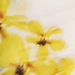 Colore: BIANCO GIALLO